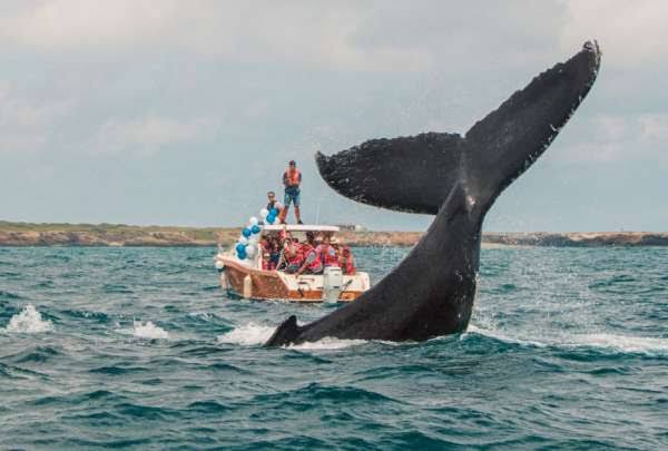 Avistamiento de ballenas